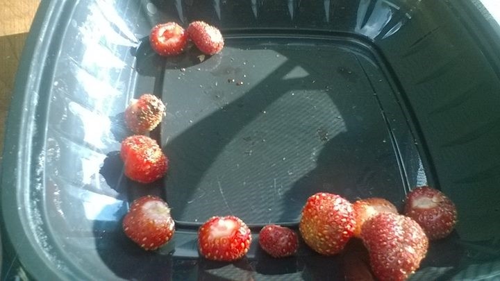 late-summer-strawberries