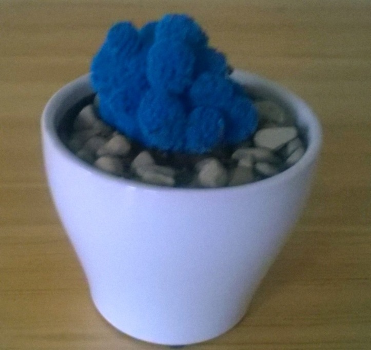 blue-cactus